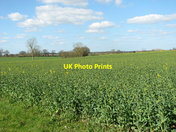 Photo 6"x4" Oilseed rape crop Mendham c2014