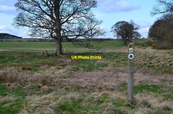 Photo 6"x4" St Cuthbert's Way near Harrietsfield Ancrum c2014