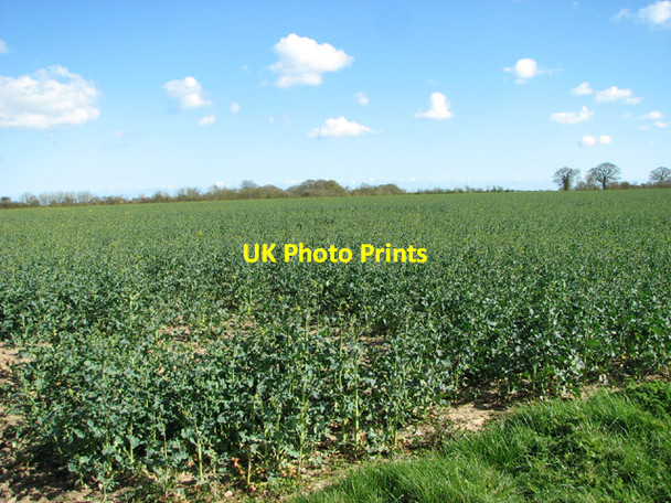 Photo 6"x4" Oilseed rape crop beside Common Road St Margaret South Elmham c2014