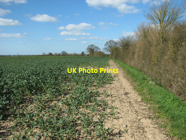 Photo 6"x4" View along a field boundary hedge St Margaret South Elmham c2014