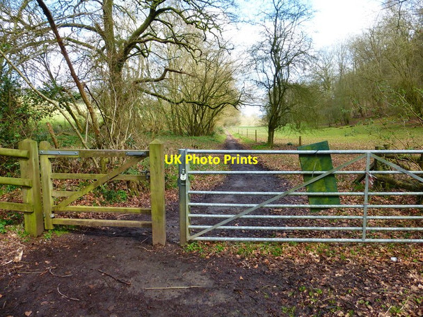 Photo 6"x4" Bridleway to Chawton Park Farm Beech\/SU6938 c2014
