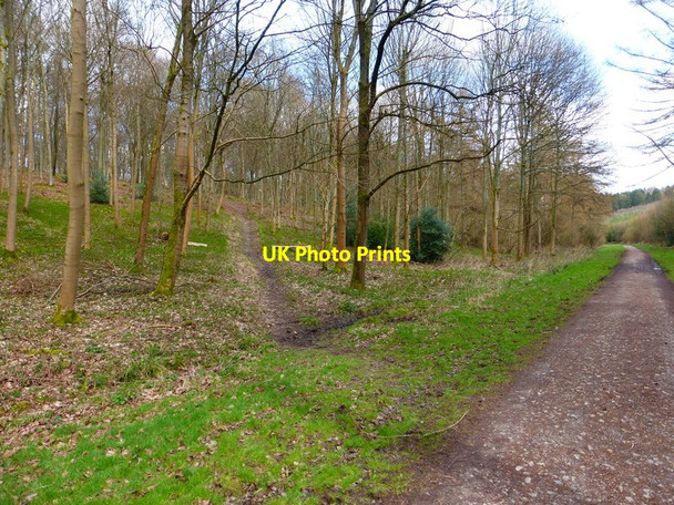 Photo 6"x4" Bridleway and path junction in Chawton Park Wood Four Marks c2014