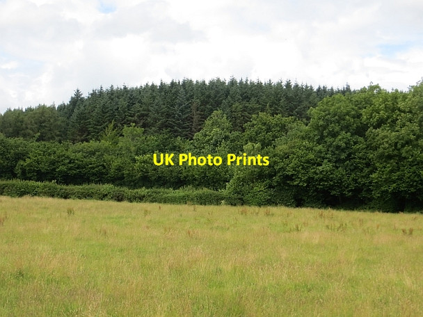 Photo 6"x4" Garvagh Forest Garvagh\/C8415 c2013