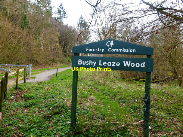 Photo 6"x4" Entrance to Bushy Leaze Wood Beech\/SU6938 c2014