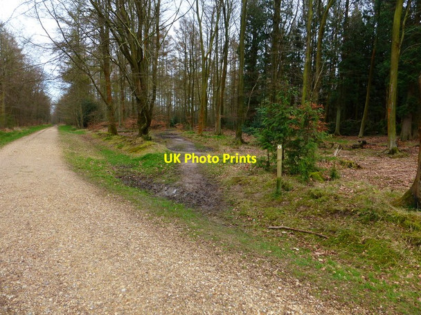 Photo 6"x4" Path crosses gravel track in Bushy Leaze Wood Beech\/SU6938 c2014
