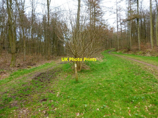 Photo 6"x4" Paths diverge in Bushy Leaze Wood Alton\/SU7139 c2014