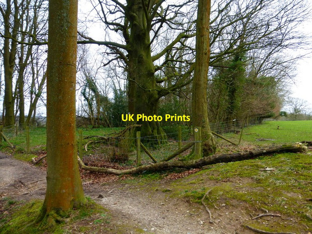 Photo 6"x4" Path reaches edge of Bushy Leaze Wood Alton\/SU7139 c2014