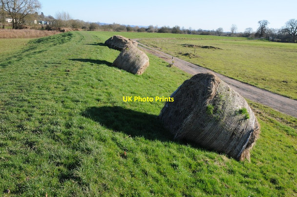 Photo 6"x4" Hay bales on a floodbank Shuthonger c2014