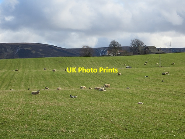 Photo 6"x4" Ewes and lambs, Longyester Gifford c2014
