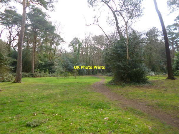 Photo 6"x4" Branksome Park Woods Branksome\/SZ0592 c2014