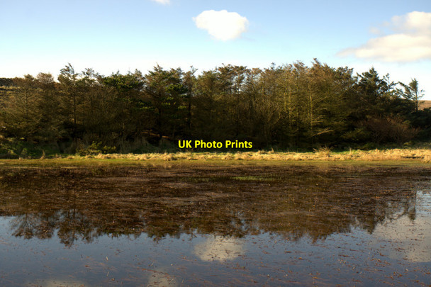 Photo 6"x4" Plantation beside Trolla Water, Baltasound Baliasta\/HP6009 c2014