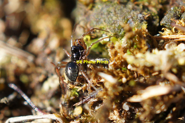 Photo 6"x4" Small black spider, Baltasound Baliasta\/HP6009 c2014