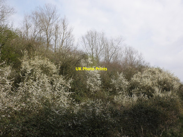 Photo 6"x4" Overgrown railway embankment, near Puriton Puriton c2014