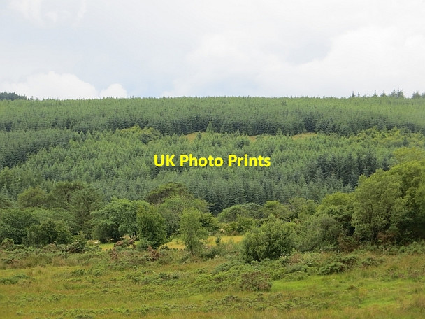 Photo 6"x4" Conifer plantation Drumsurn c2013