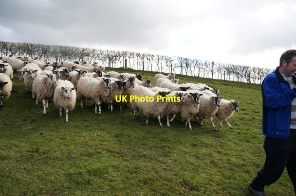 Photo 6"x4" Sheep at Deep Dale, East Yorkshire Wolds Bishop Wilton c2014