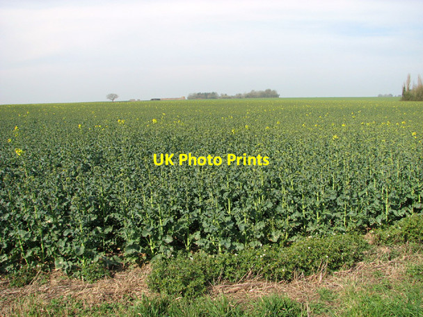 Photo 6"x4" Oilseed rape crop by Elm Farm North Green\/TM3076 c2014