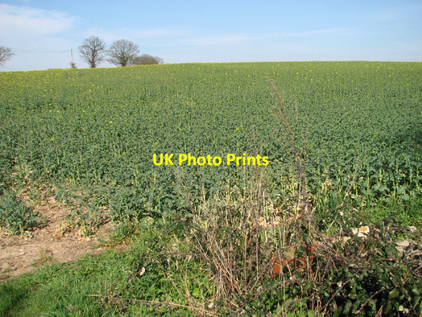 Photo 6"x4" Oilseed rape crop by Pegg's Hill Fressingfield c2014