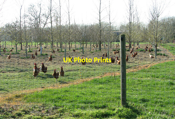 Photo 6"x4" Free-range chickens by Hill Farm Harleston\/TM2483 c2014