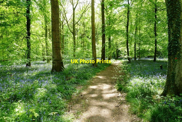 Photo 6"x4" Path through bluebell woods near Soudley Lower Soudley c2013