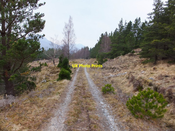 Photo 6"x4" Forestry track, Coulin Coulin Lodge c2014