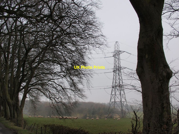 Photo 6"x4" Sheep, field and pylon Netherplace c2014