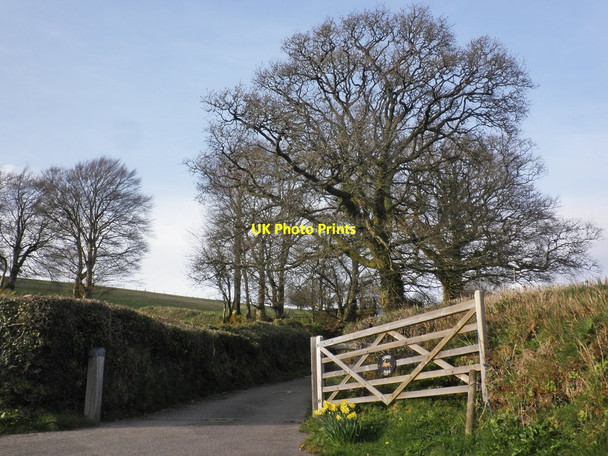 Photo 6"x4" Turning for Lumey Farm Rook's Nest\/ST0833 c2014