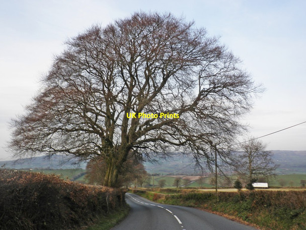 Photo 6"x4" Tree on the B3224 Ashbeer c2014