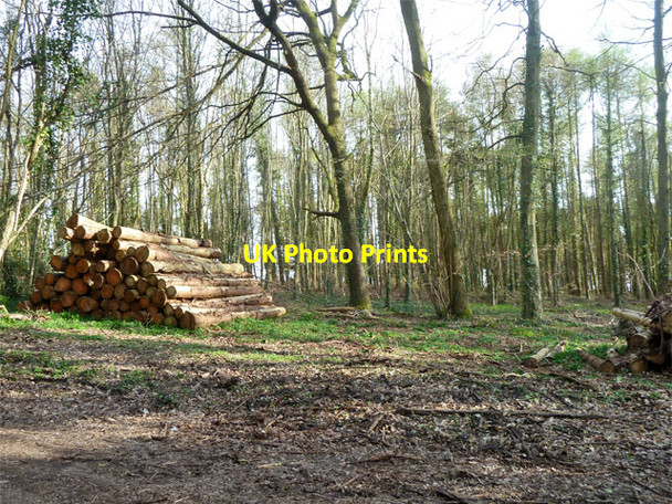 Photo 6"x4" Woodland by Hambledon Lane Soberton c2014