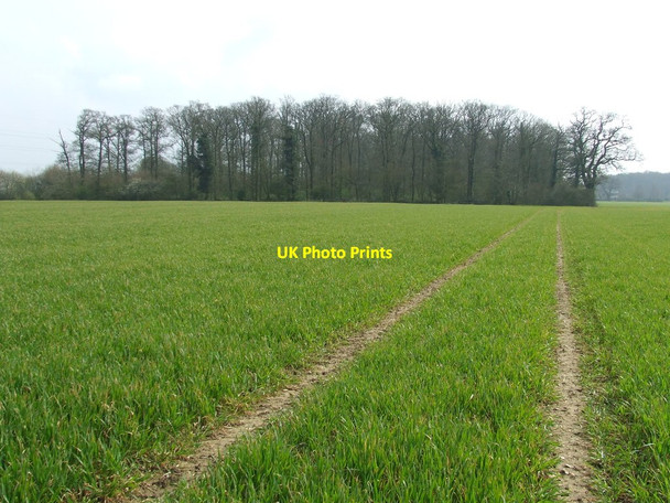 Photo 6"x4" Rookery Wood Framlingham c2014