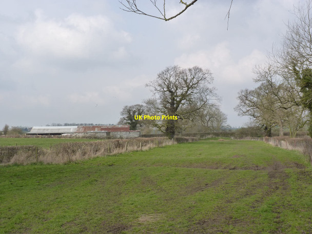 Photo 6"x4" Cattle drove Wyfordby c2014