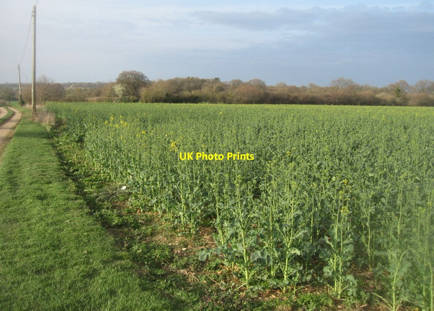 Photo 6"x4" First hint of yellow Pardown c2014