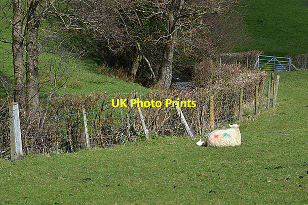 Photo 6"x4" Sheep by the Afon Carog Aberhosan c2014