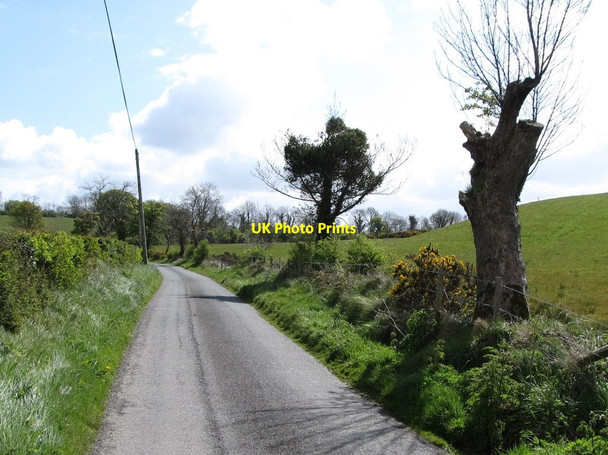 Photo 6"x4" Polled trees on Eshwary Road Kingsmills c2012