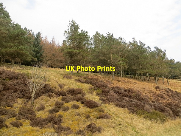Photo 6"x4" Roadside pines Glenbreck c2014