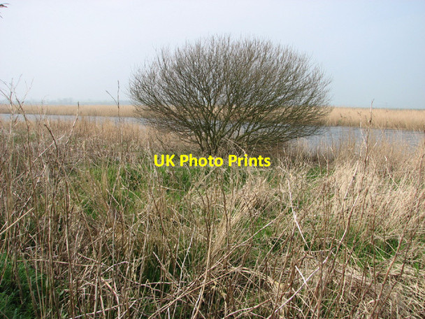 Photo 6"x4" Tree beside the River Waveney Camps Heath c2014