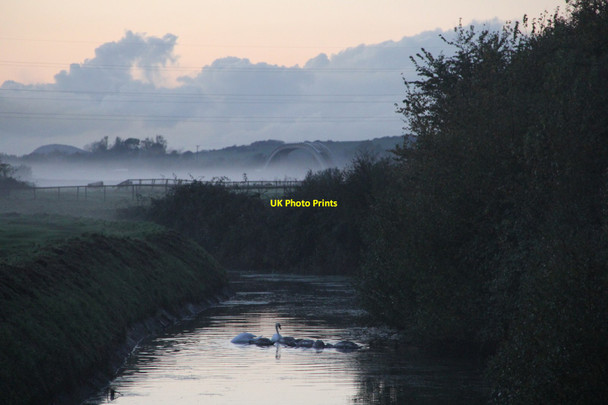 Photo 6"x4" Swans on the Old River Axe, near Biddisham Loxton c2013