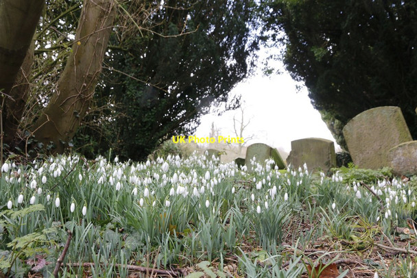 Photo 6"x4" Snowdrops in the Churchyard Ardington c2014