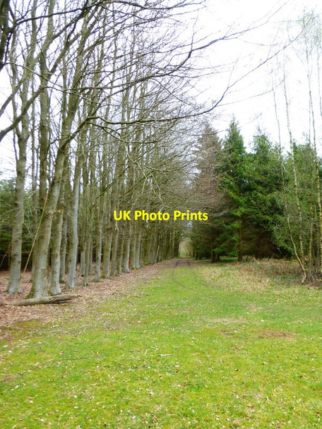 Photo 6"x4" Avenue in Barton Copse Upper Wield c2014