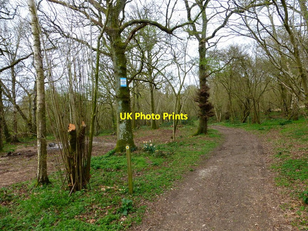 Photo 6"x4" Footpath in Bighton Wood Bighton c2014