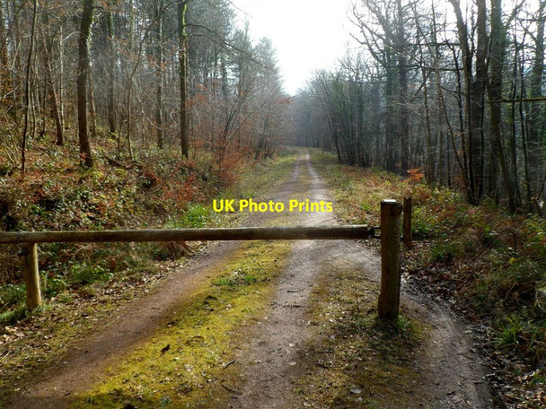 Photo 6"x4" Barrier across a track in Lord's Wood Hillersland c2012