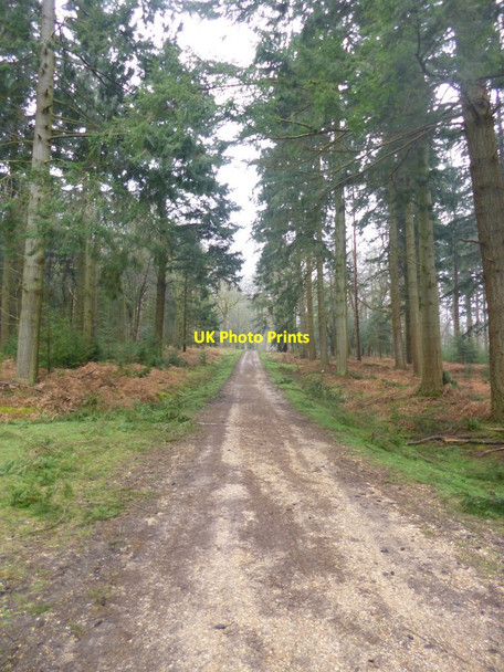Photo 6"x4" North Oakley Inclosure, cycle route Burley Lawn c2014