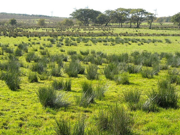Photo 6"x4" Rough Grazing Near Ardochrig Auldhouse c2008