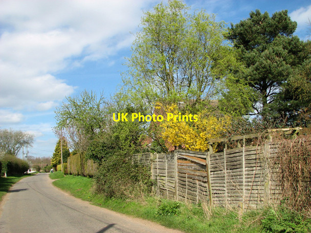 Photo 6"x4" Flowering forsythia in Chapel Road East Ruston c2014
