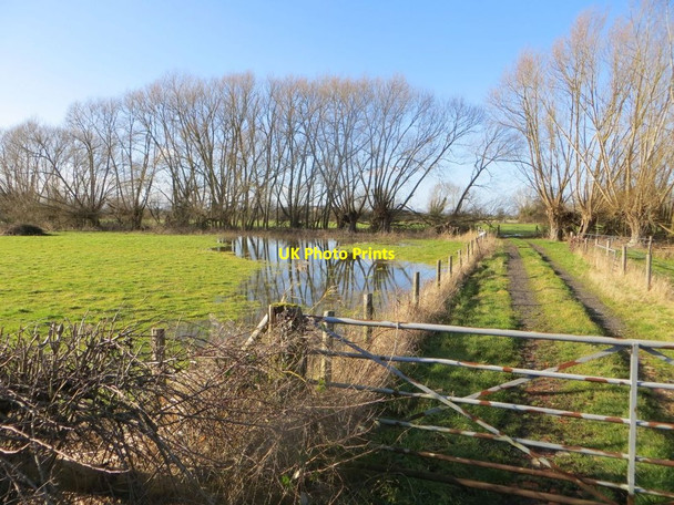Photo 6"x4" Willows in the floods Wallingford c2014