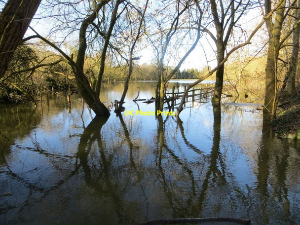 Photo 6"x4" Bit of a Swamp North Stoke\/SU6186 c2014