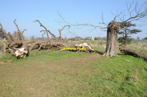 Photo 6"x4" Storm damage in Croome Park Dunstall Common c2014