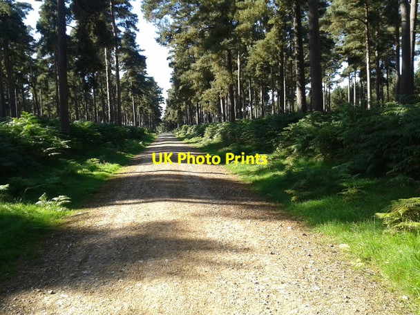 Photo 6"x4" Track heading to Mayday Cottages Brandon\/TL7886 c2013