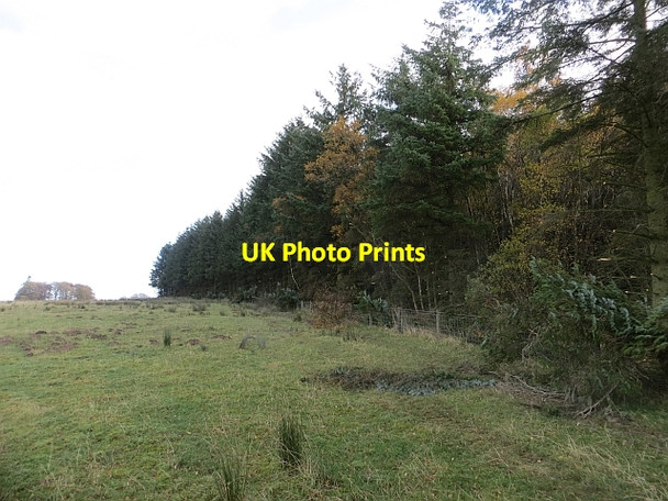 Photo 6"x4" Friarshawmuir Covert Chesterknowes c2013