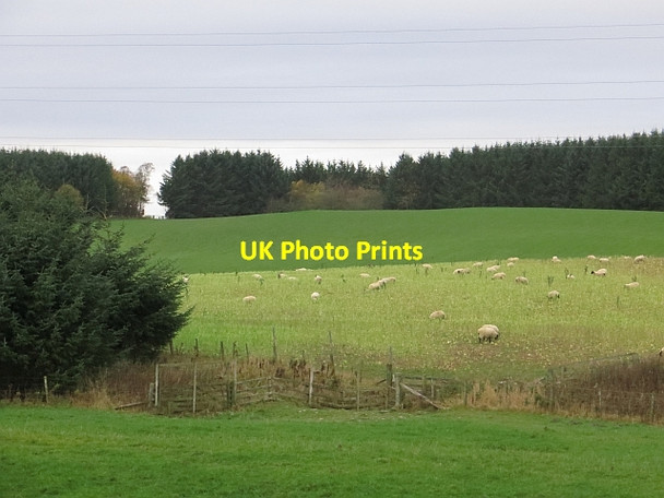 Photo 6"x4" Riddellshiel Moss Clerklands c2013