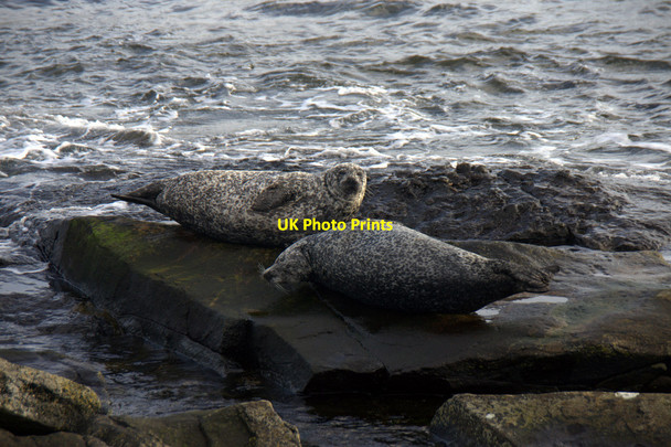 Photo 6"x4" Common Seals, North Taing, Lerwick Lerwick c2013